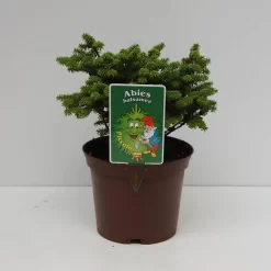 Abies Balsamea 'Piccolo'