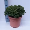 Abies Koreana 'Brillant'