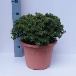 Abies Koreana 'Brillant'