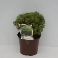 Abies Koreana 'Kristallkugel'