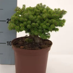 Abies Koreana 'Silberperl'