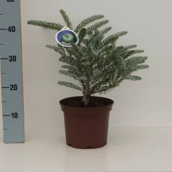 Abies Koreana 'Silver Star'