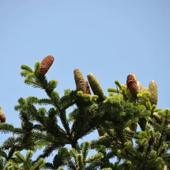 Abies Nordmanniana