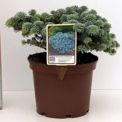 Abies Procera 'Blaue Hexe'