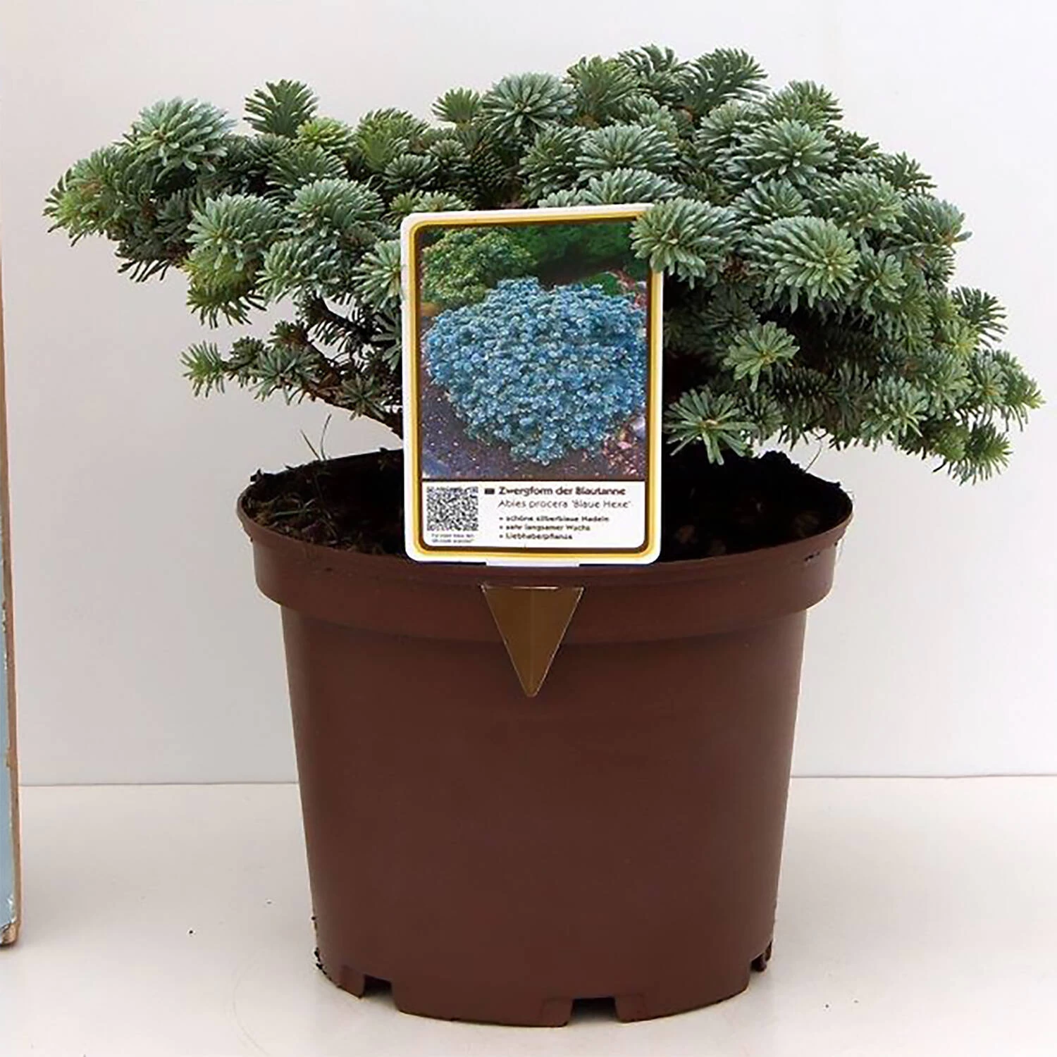 Abies Procera 'Blaue Hexe'