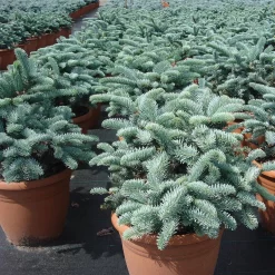 Abies Procera 'Glauca'