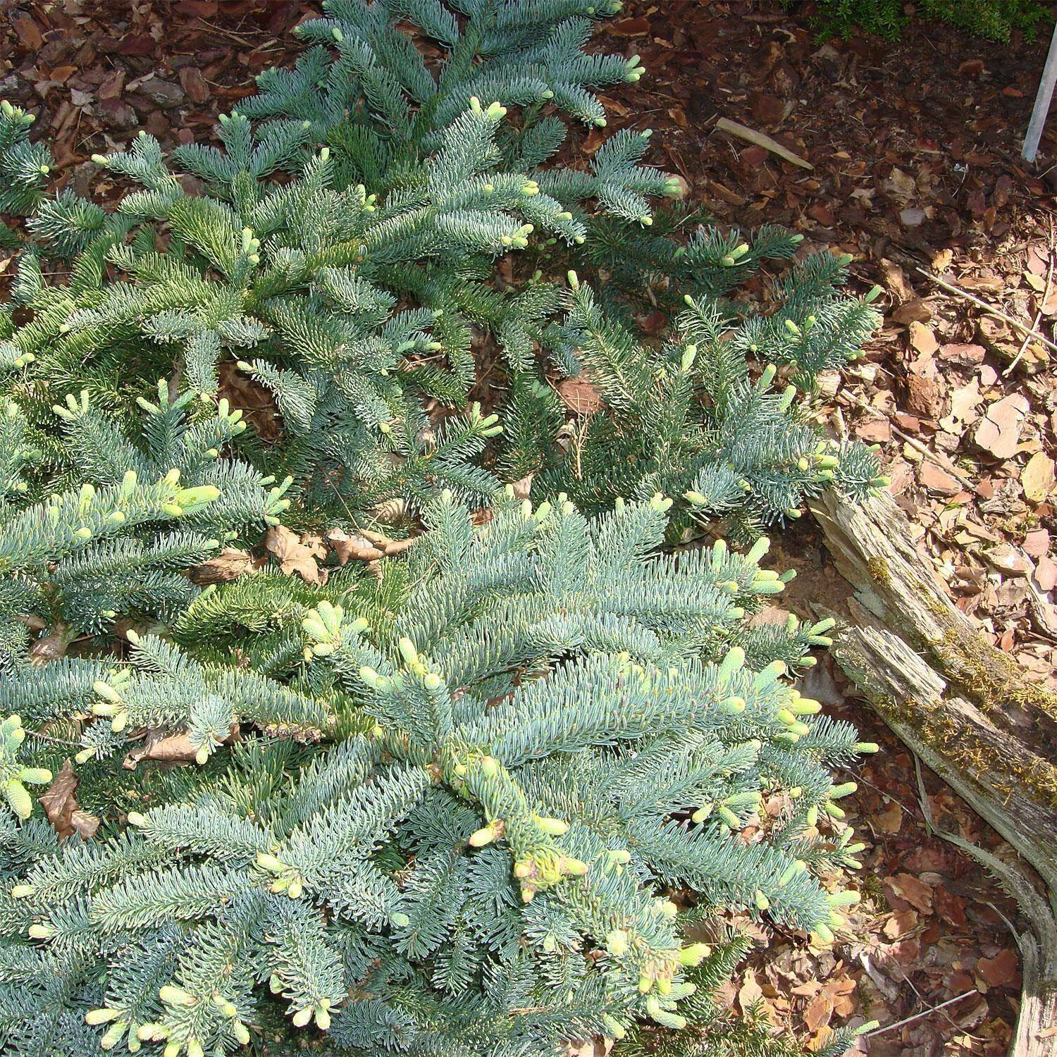 Abies Procera 'Glauca' – Bild 2