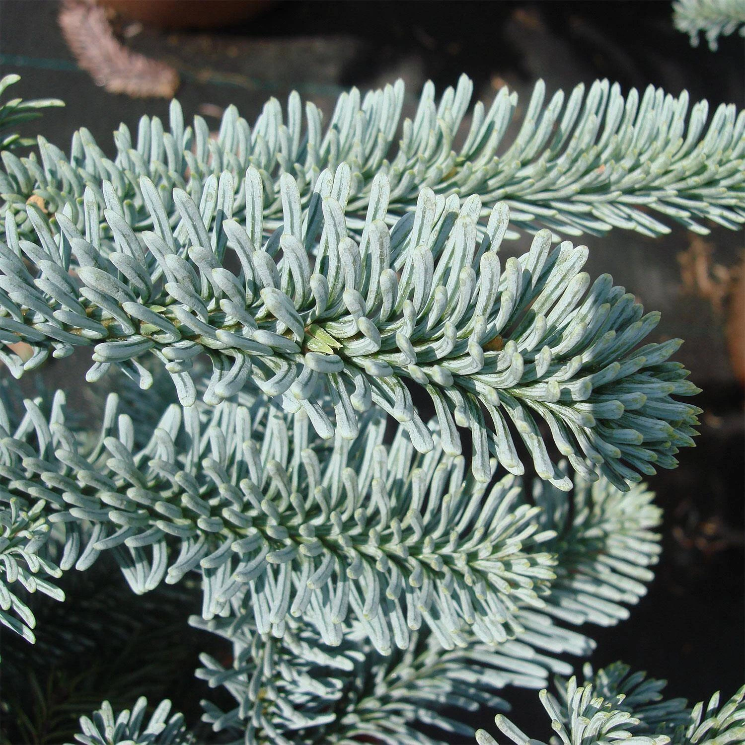 Abies Procera 'Glauca' – Bild 3