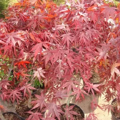Acer Palmatum 'Atropurpureum'