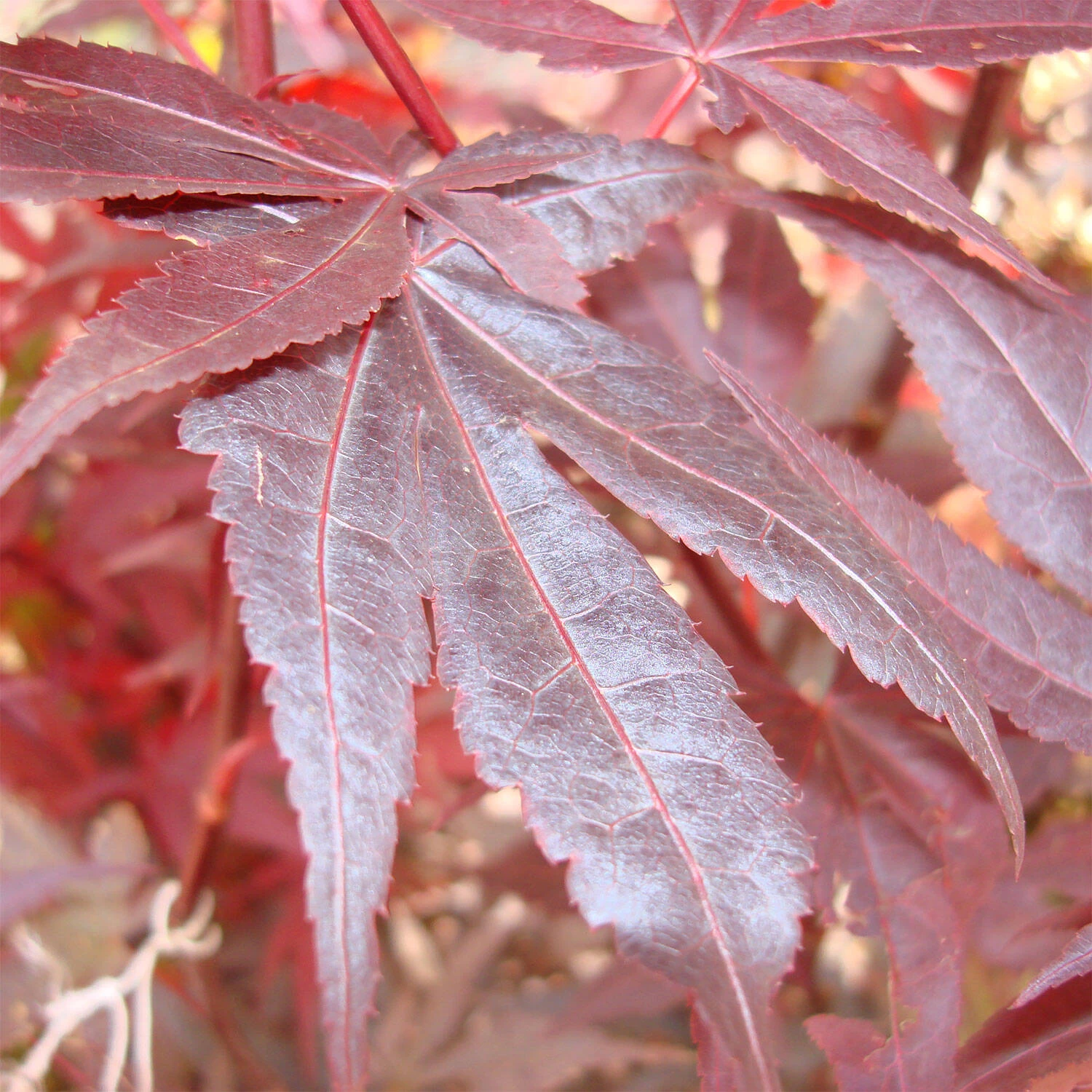 Acer Palmatum 'Atropurpureum' – Bild 2