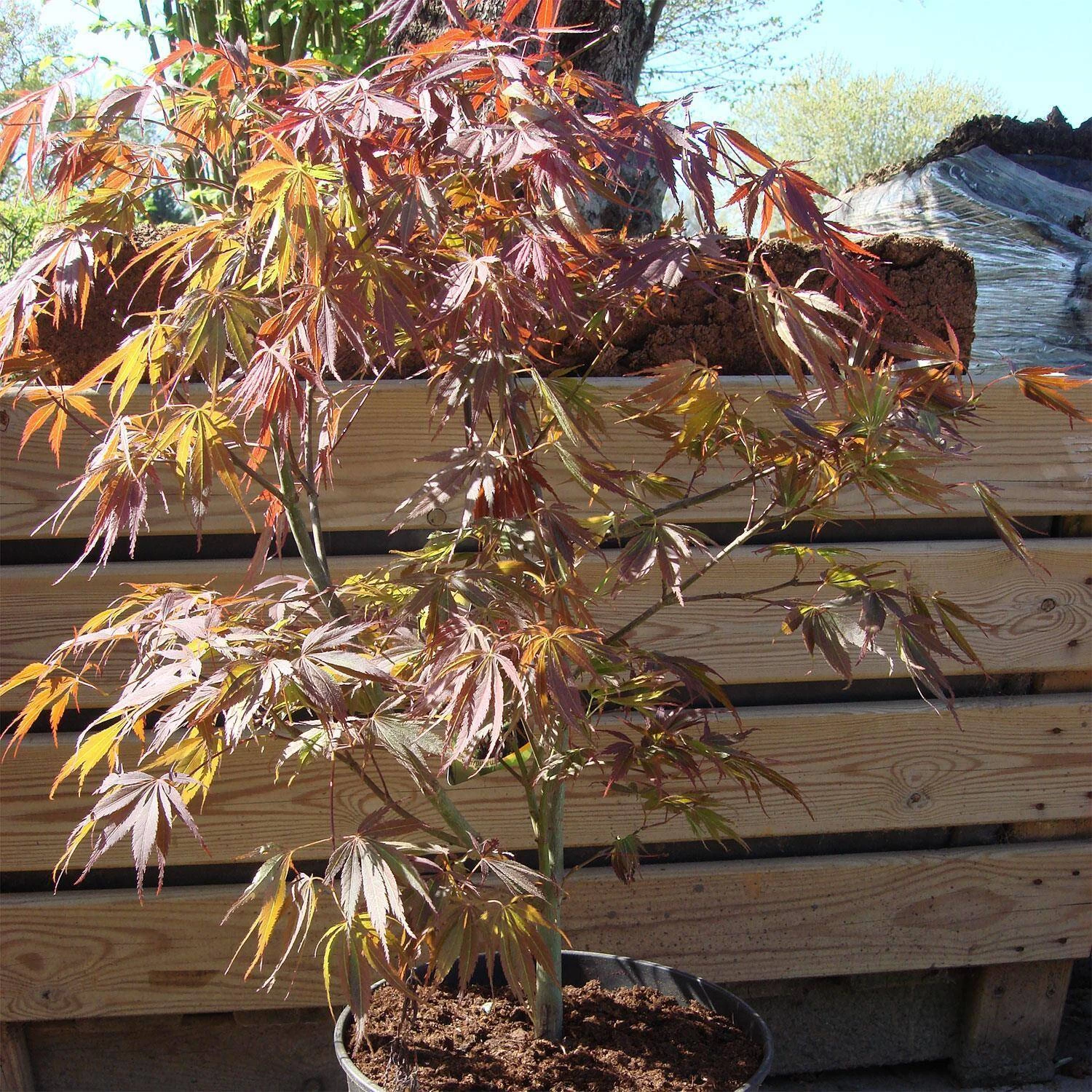 Acer Palmatum 'Atropurpureum' – Bild 3
