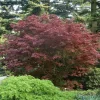 Acer Palmatum 'Bloodgood'