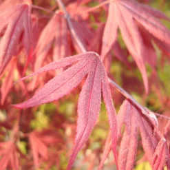 Acer Palmatum 'Fireglow'