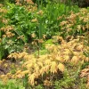 Acer Palmatum 'Green Trompenburg'
