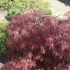 Acer Palmatum 'Inaba Shidare'