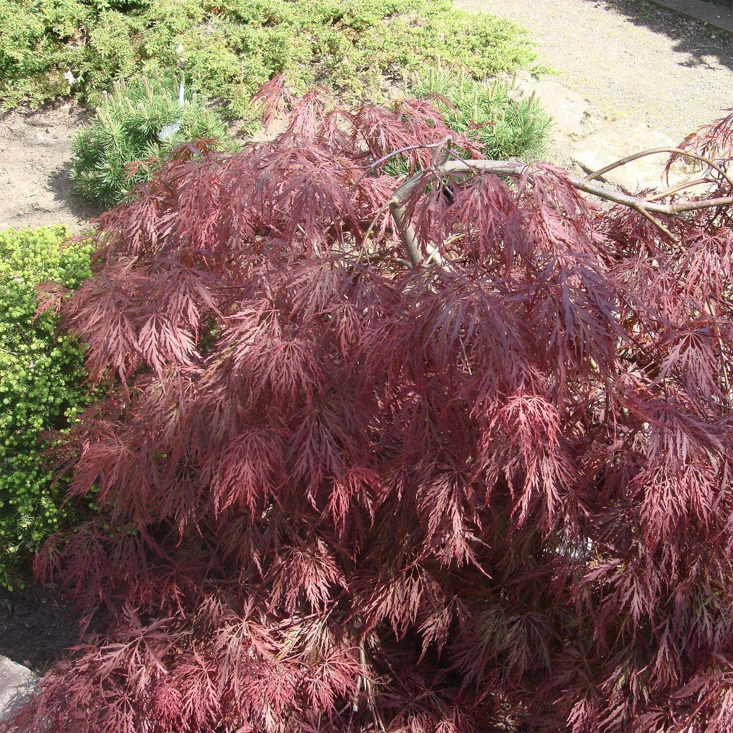 Acer Palmatum 'Inaba Shidare'