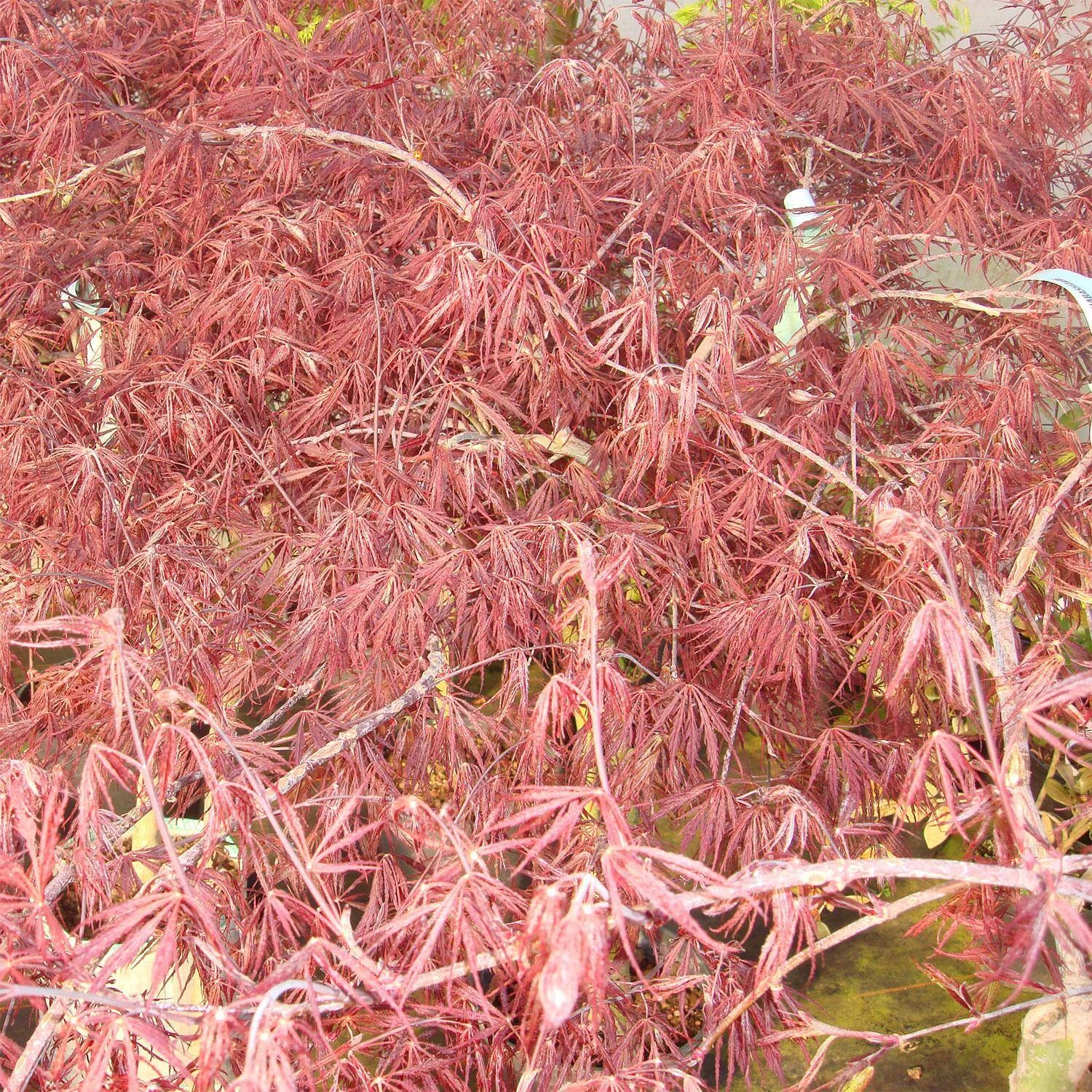 Acer Palmatum 'Inaba Shidare' – Bild 2