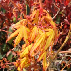 Acer Palmatum 'Katsura'