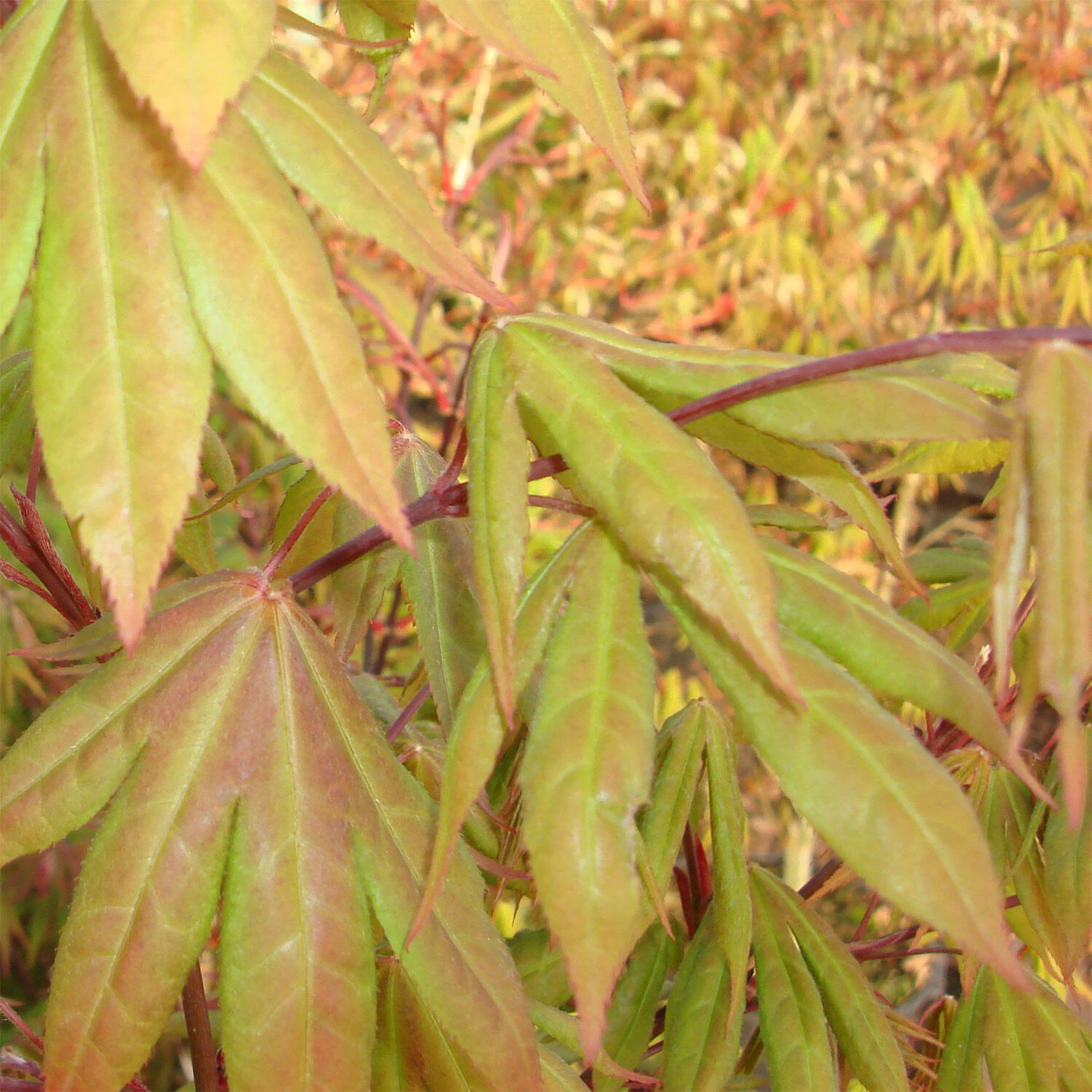 Acer Palmatum 'Osakazuki' – Bild 2