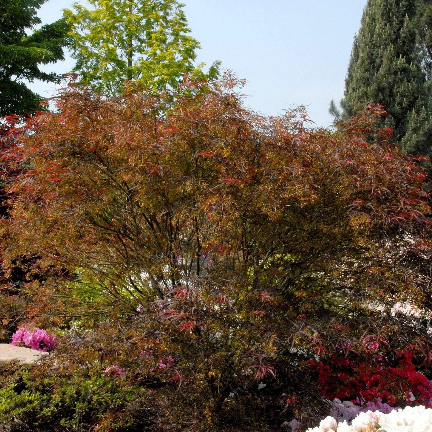 Acer Palmatum 'Red Pygmy'