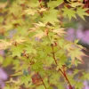 Acer Palmatum 'Sangokaku'