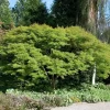 Acer Palmatum 'Seiryu'