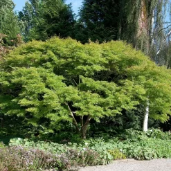 Acer Palmatum 'Seiryu'