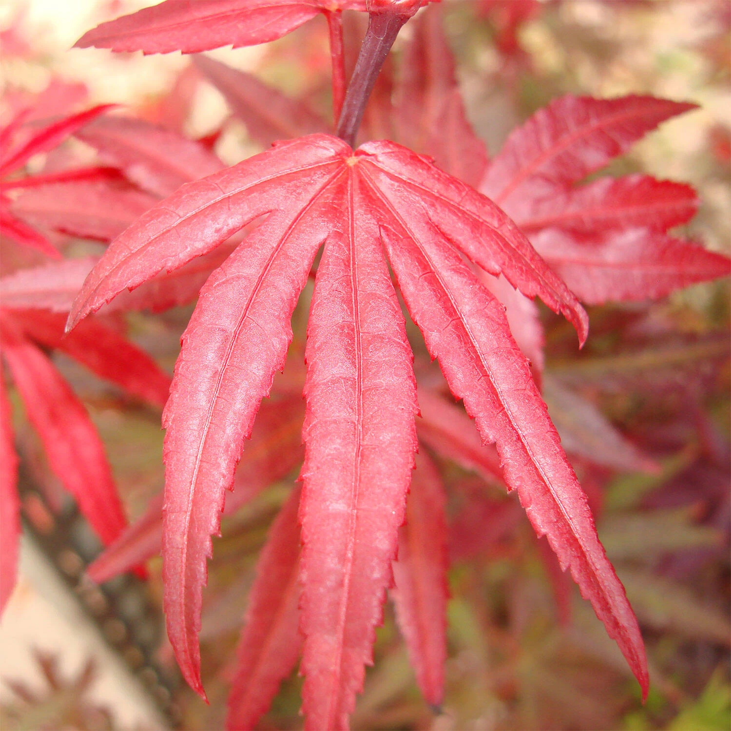 Acer Palmatum 'Shaina'