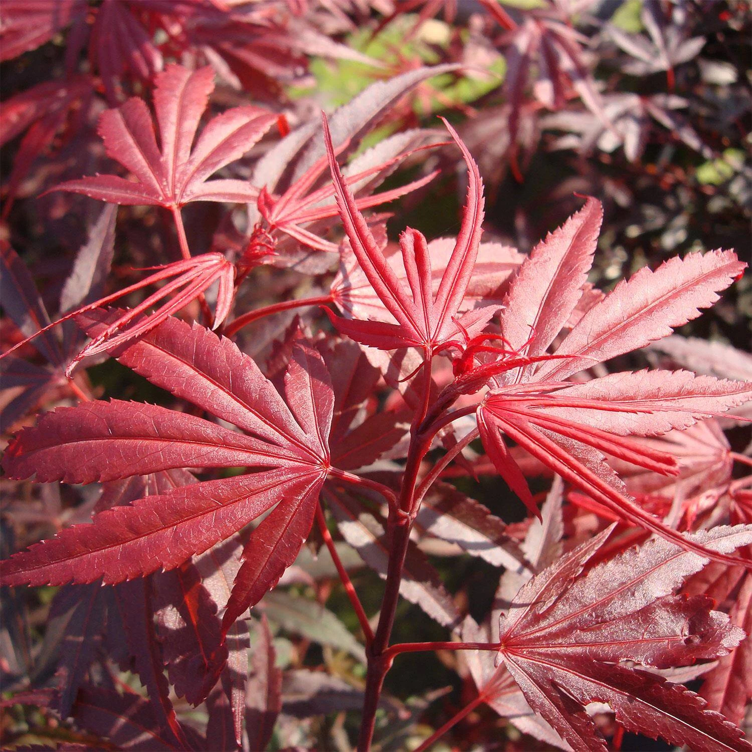 Acer Palmatum 'Shaina' – Bild 2