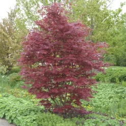Acer Palmatum 'Trompenburg'