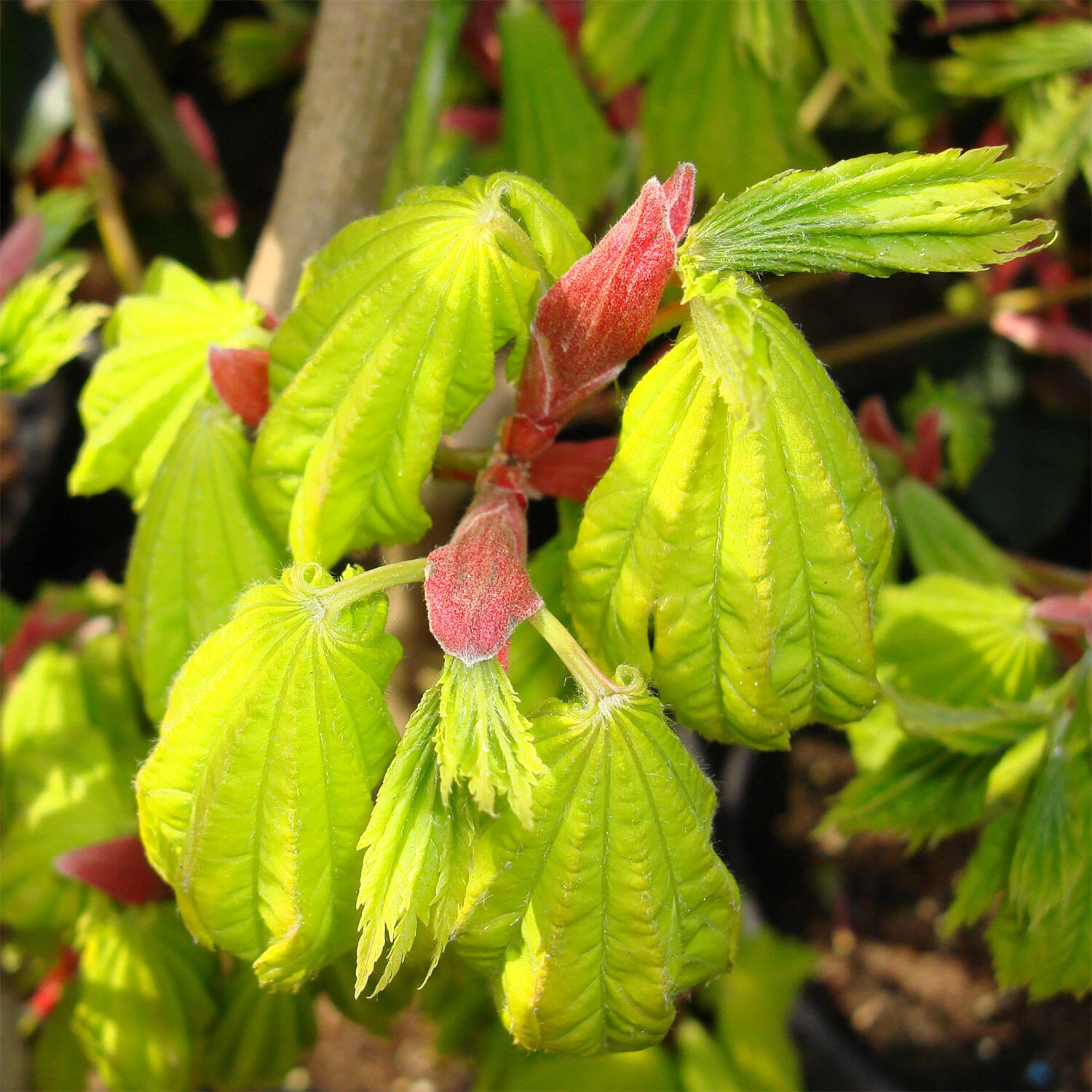 Acer Shirasawanum 'Aureum' – Bild 2