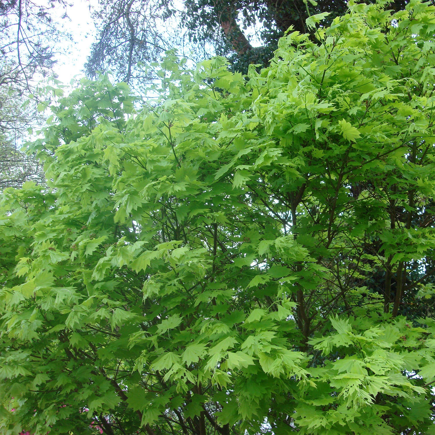 Acer Shirasawanum 'Aureum' – Bild 3