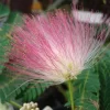 Albizia Julibrissin 'Ombrella'