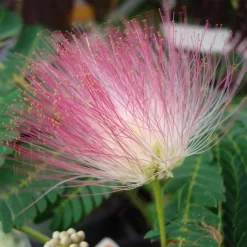 Albizia Julibrissin 'Ombrella'