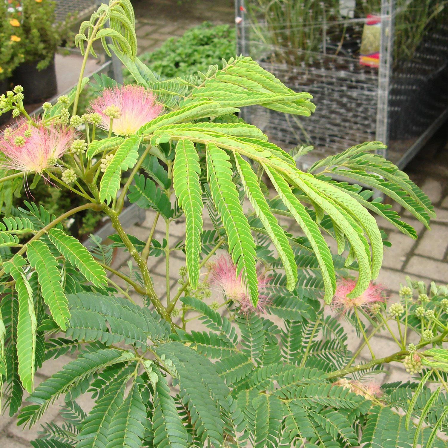 Albizia Julibrissin 'Ombrella' – Bild 2