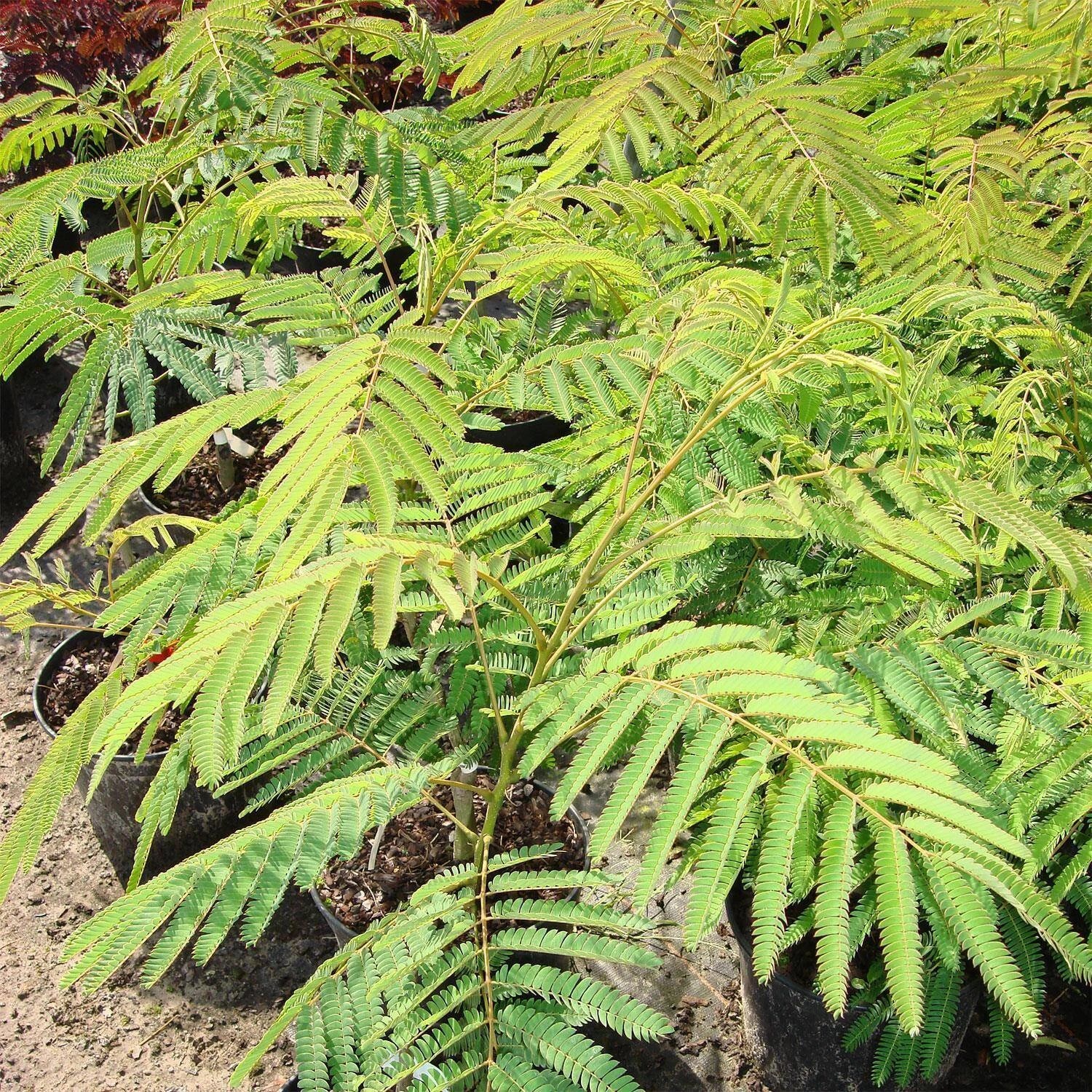Albizia Julibrissin 'Ombrella' – Bild 3