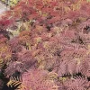 Albizia Julibrissin 'Summer Chocolate'