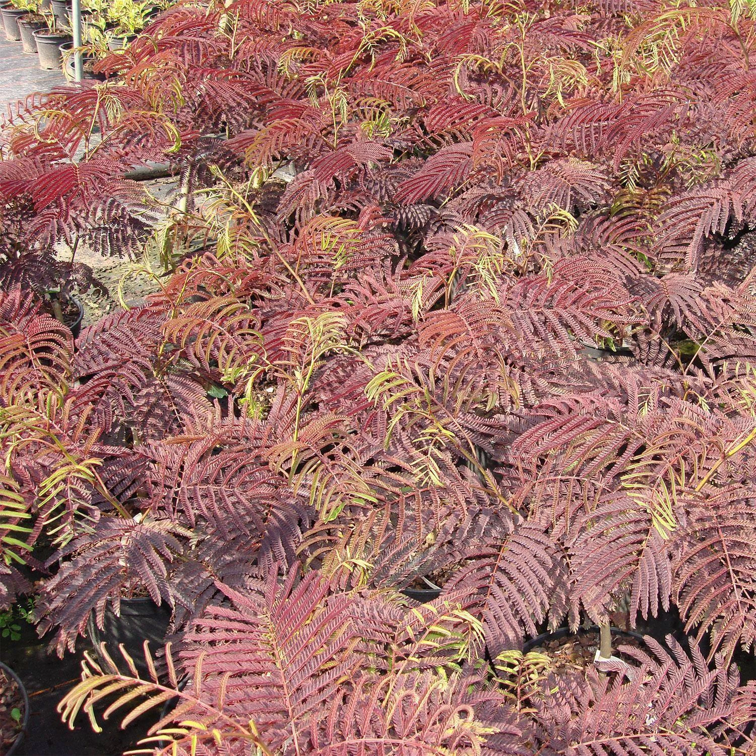 Albizia Julibrissin 'Summer Chocolate'