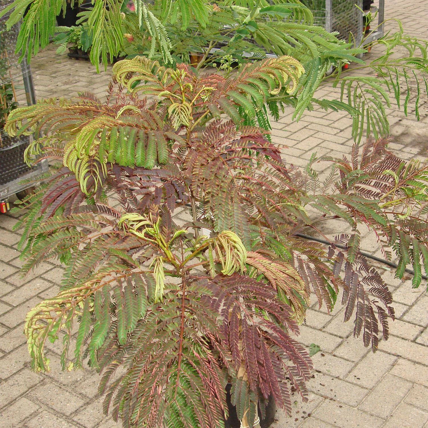 Albizia Julibrissin 'Summer Chocolate' – Bild 2