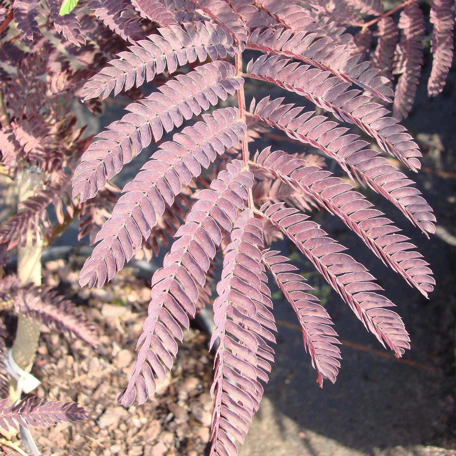 Albizia Julibrissin 'Summer Chocolate' – Bild 3
