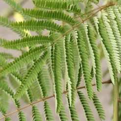 Albizia Julibrissin 'Tropical Dream'