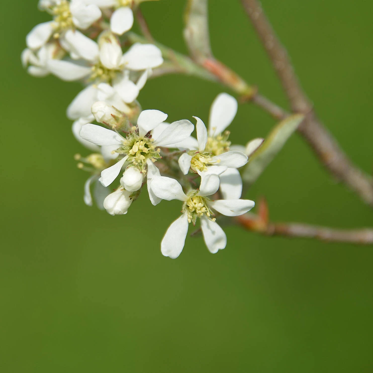 Amelanchier Alnifolia 'Greatberry Farm' – Bild 2