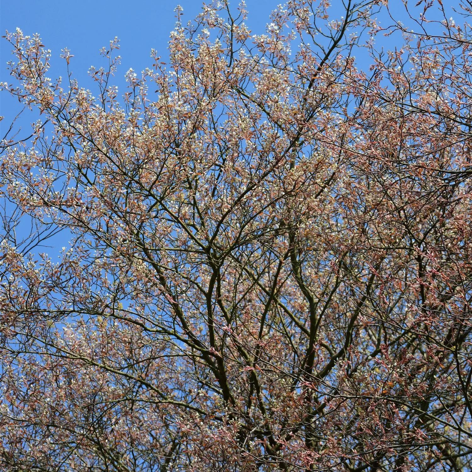 Amelanchier Laevis – Bild 2