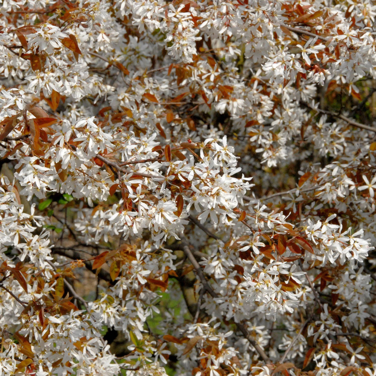 Amelanchier Laevis – Bild 4