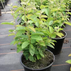 Amelanchier Lamarckii 'Rainbow Pillar' ®