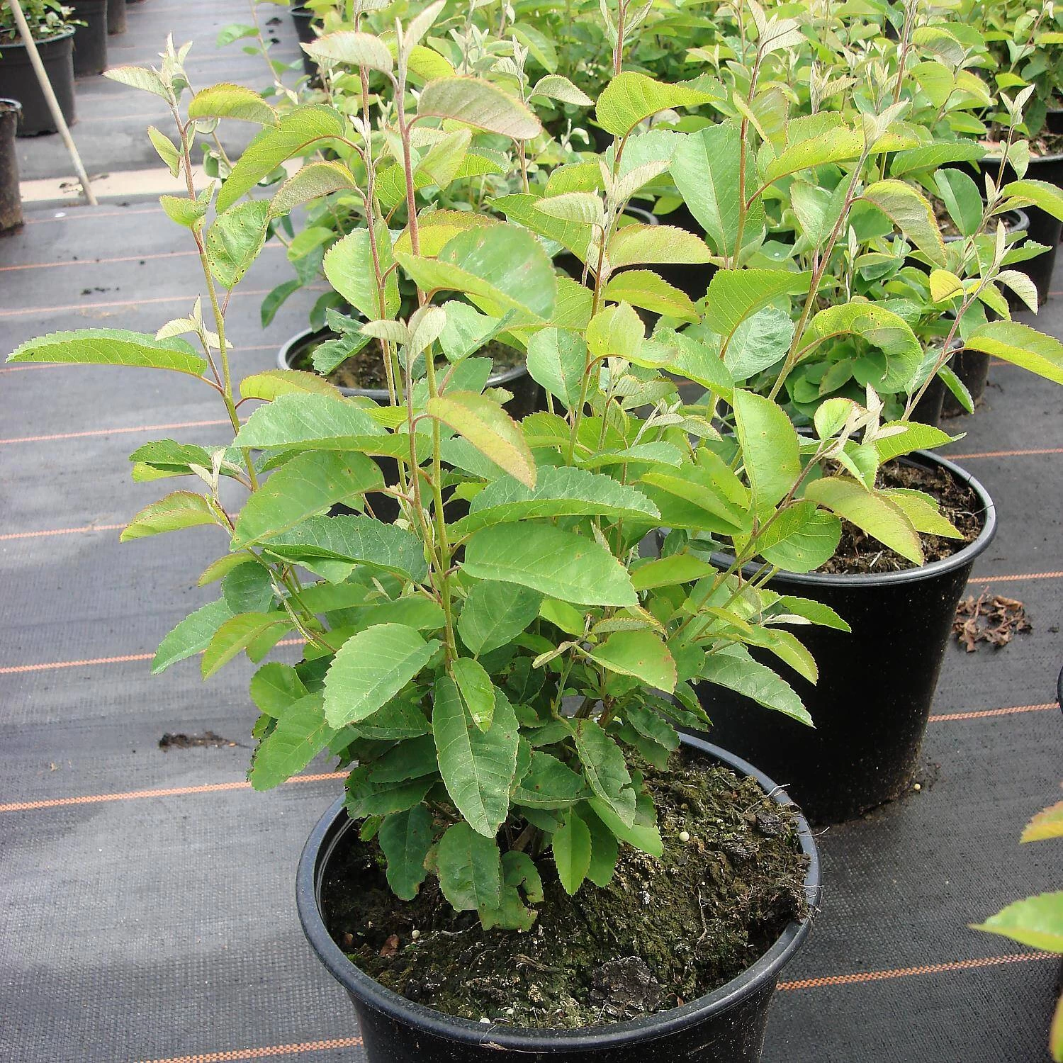 Amelanchier Lamarckii 'Rainbow Pillar' ®