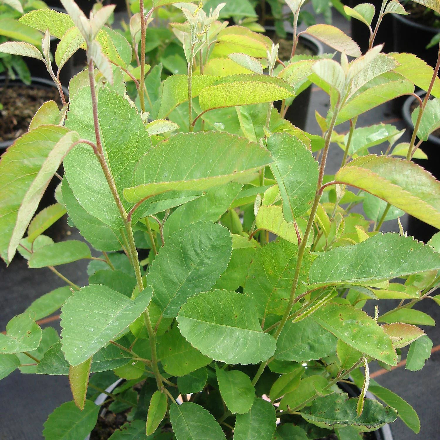 Amelanchier Lamarckii 'Rainbow Pillar' ® – Bild 2