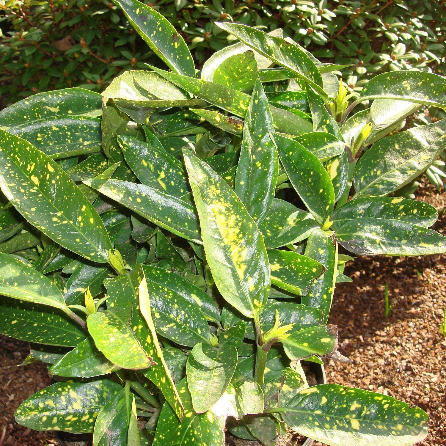 Aucuba Japonica 'Variegata' – Bild 2