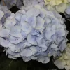 Hydrangea Macrophylla 'Blue Wonder'® - Everbloom