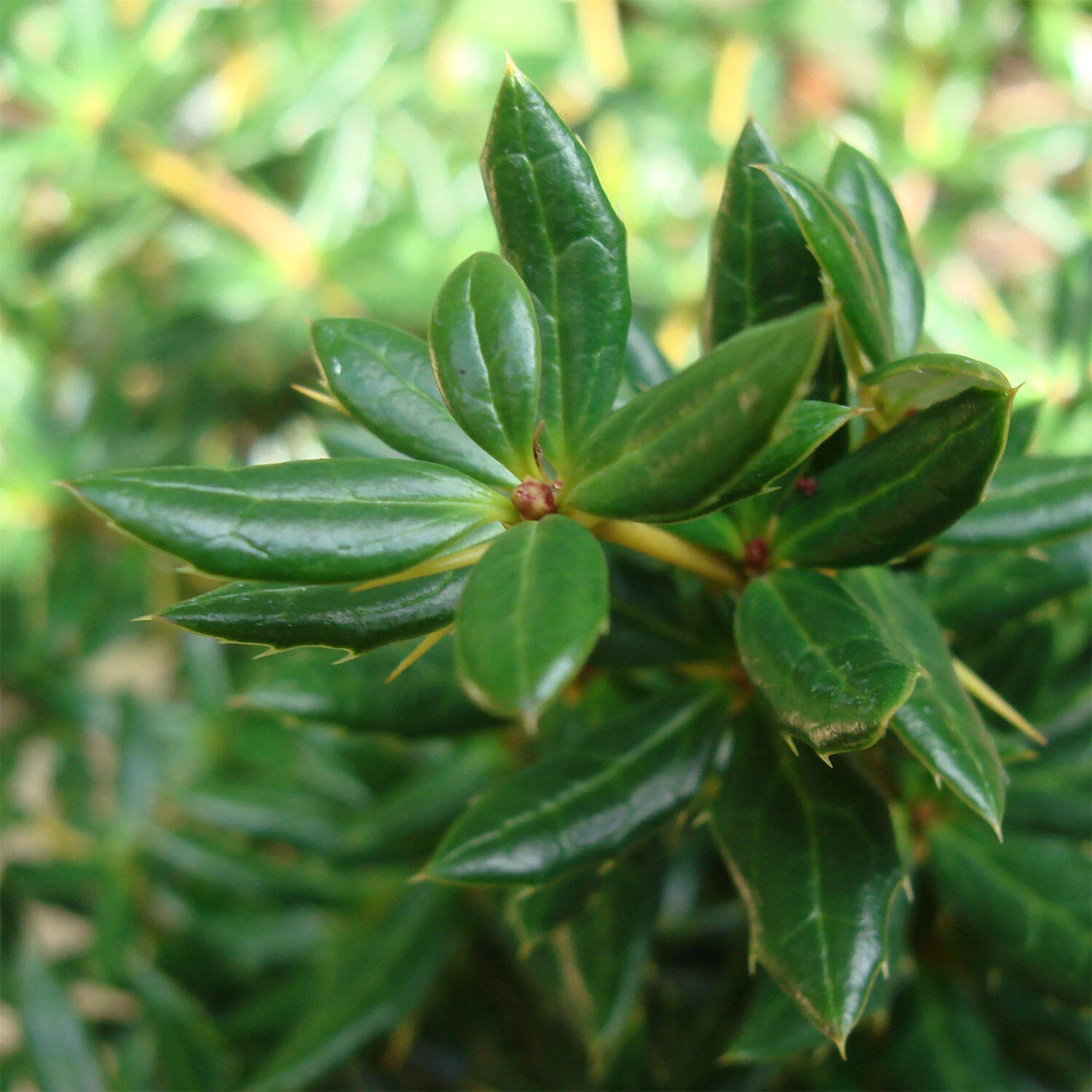 Berberis Candidula 'Jytte' – Bild 2